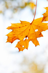 Similar image 436532