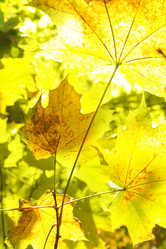 Similar image 436538