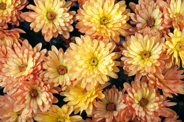 Similar image 437837