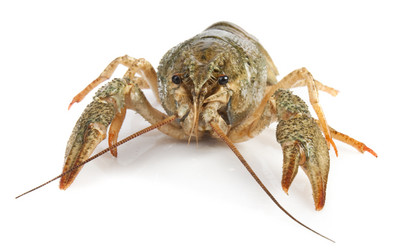 Similar image 437871