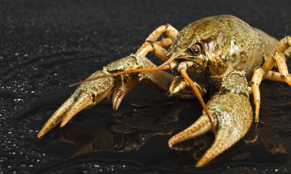 Similar image 437881