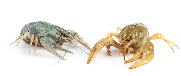 Similar image 437895