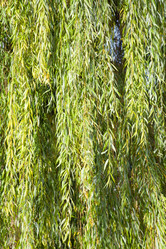 Similar image 438119