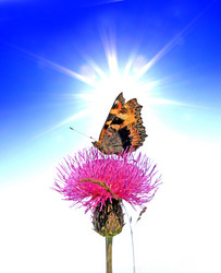 Similar image 438197