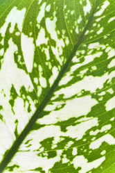 Similar image 438413