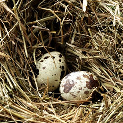 Similar image 438465