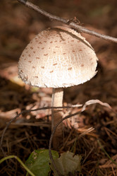 Similar image 438910