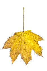 Similar image 439521