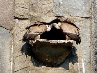 Similar image 439962