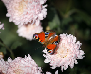 Similar image 440306