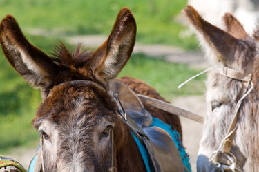 Similar image 440419