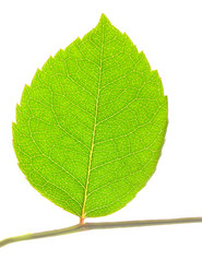 Similar image 441035