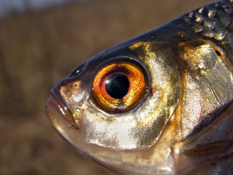 Similar image 441132