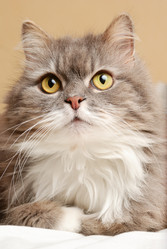 Similar image 441213