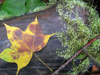 Similar image 441287