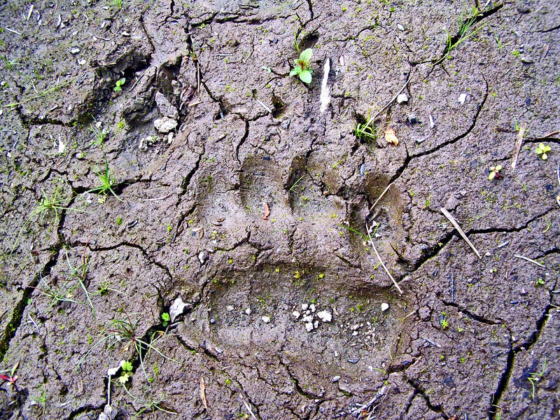 Следы кабанов на земле