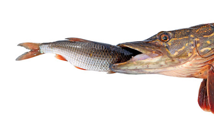 Similar image 441638