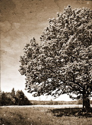 Similar image 441842