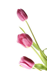 Similar image 441889