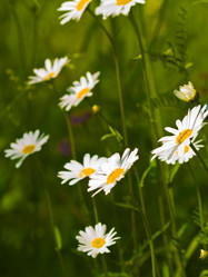 Similar image 441896