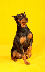 Similar image 441954