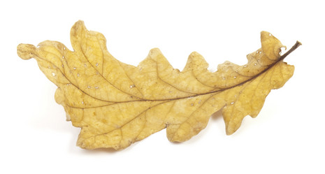 Similar image 442161