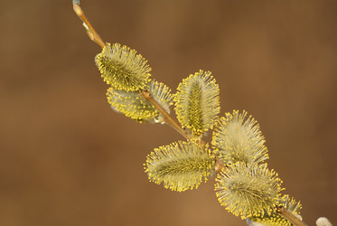 Similar image 442289