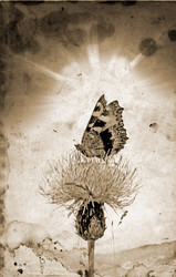 Similar image 442492