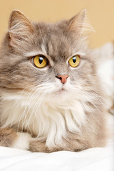 Similar image 442784