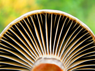 Similar image 442903