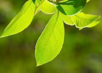 Similar image 442915