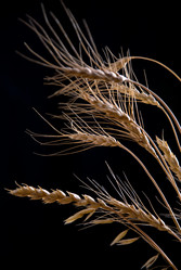 Similar image 443212