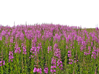 Similar image 443499