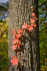 Similar image 444408