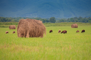 Similar image 444456