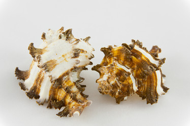 Similar image 444765