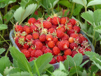 Similar image 444885