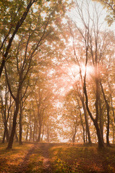 Similar image 444995