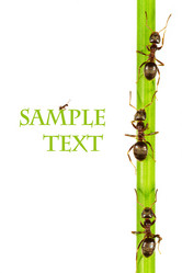 Similar image 445212