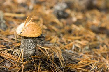 Similar image 445237