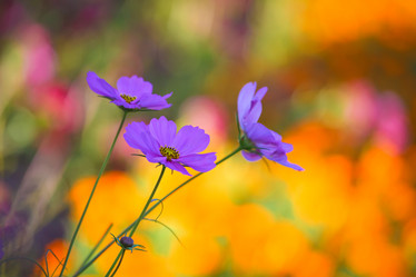 Similar image 445408