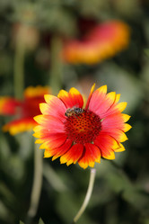 Similar image 445931