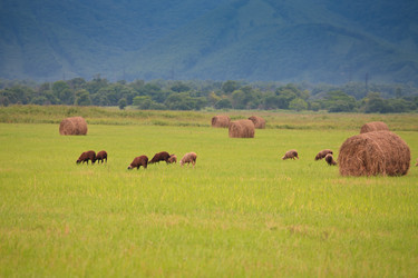 Similar image 445954