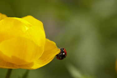 Similar image 446332