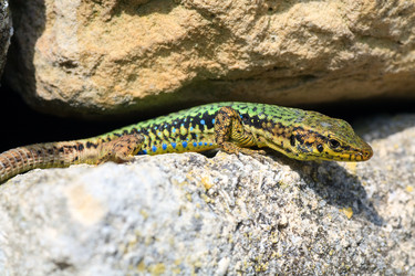 Similar image 447133