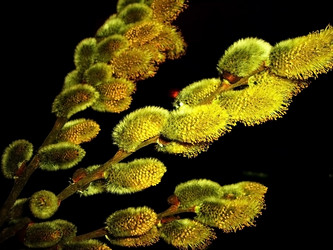 Similar image 447361