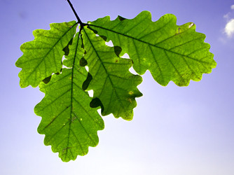 Similar image 449749