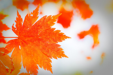 Similar image 450135