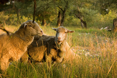 Similar image 450875