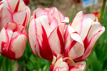 Similar image 453043